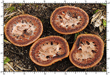 Elaphomyces quercicola